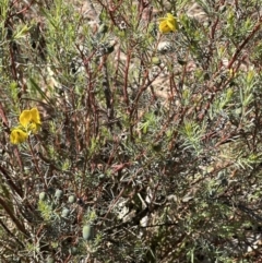 Gompholobium huegelii (Pale Wedge Pea) at Hall, ACT - 30 Sep 2023 by lbradley