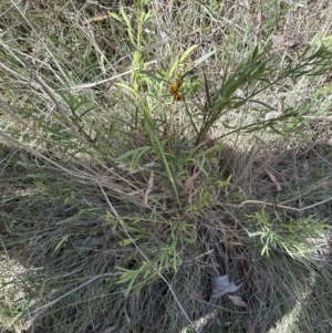 Daviesia leptophylla at Hall, ACT - 30 Sep 2023