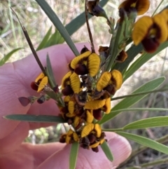 Daviesia leptophylla at Hall, ACT - 30 Sep 2023 11:12 AM