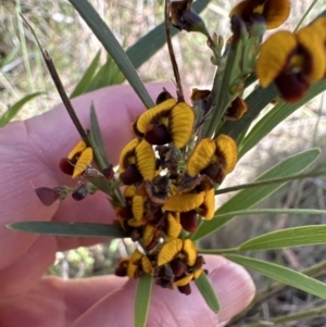 Daviesia leptophylla at Hall, ACT - 30 Sep 2023 11:12 AM