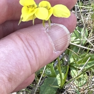 Diuris chryseopsis at Hall, ACT - suppressed