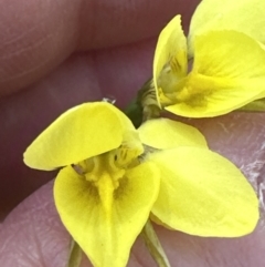 Diuris chryseopsis at Hall, ACT - suppressed