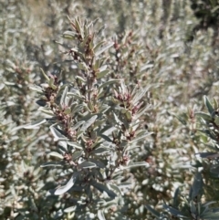 Atriplex cinerea (Grey Saltbush) at Tomakin, NSW - 30 Sep 2023 by Csteele4