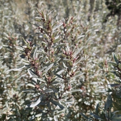 Atriplex cinerea (Grey Saltbush) at Tomakin, NSW - 30 Sep 2023 by Csteele4