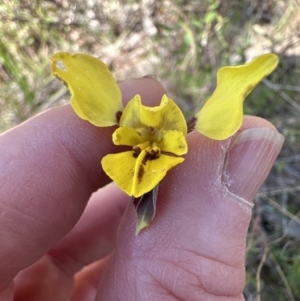 Diuris sp. (hybrid) at Hall, ACT - suppressed