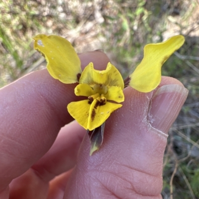 Diuris sp. (hybrid) (Hybrid Donkey Orchid) at Hall, ACT - 30 Sep 2023 by lbradley