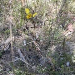 Diuris sp. (hybrid) at Hall, ACT - 30 Sep 2023