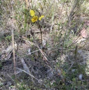 Diuris sp. (hybrid) at Hall, ACT - suppressed