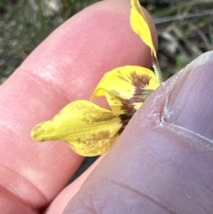 Diuris sp. (hybrid) at Hall, ACT - 30 Sep 2023