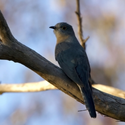 Cacomantis flabelliformis (Fan-tailed Cuckoo) at Mount Ainslie - 28 Sep 2023 by jb2602