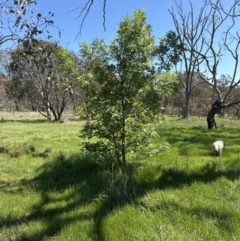 Fraxinus angustifolia (Desert Ash) at Hall, ACT - 30 Sep 2023 by lbradley