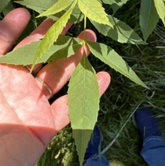 Fraxinus angustifolia at Hall, ACT - 30 Sep 2023 11:43 AM