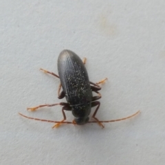 Alleculinae sp. (Subfamily) (Unidentified Comb-clawed beetle) at Borough, NSW - 29 Sep 2023 by Paul4K