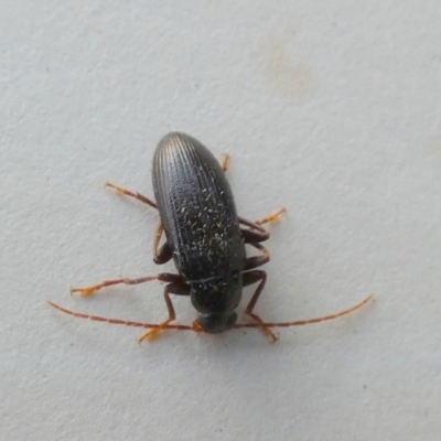 Alleculinae sp. (Subfamily) (Unidentified Comb-clawed beetle) at Boro - 28 Sep 2023 by Paul4K