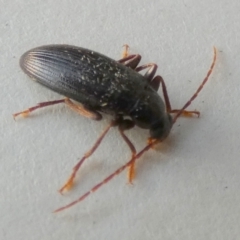 Alleculinae sp. (Subfamily) at Borough, NSW - suppressed