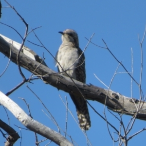 Cacomantis pallidus at Strathnairn, ACT - 29 Sep 2023