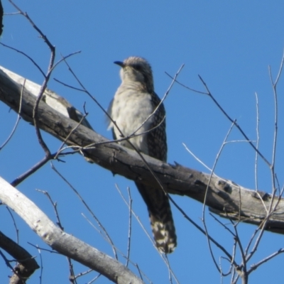 Cacomantis pallidus (Pallid Cuckoo) at Strathnairn, ACT - 28 Sep 2023 by Christine