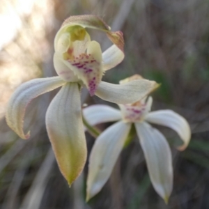Caladenia moschata at Borough, NSW - 28 Sep 2023