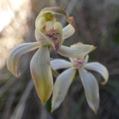 Caladenia moschata at Borough, NSW - suppressed