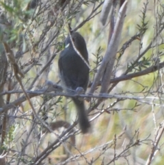 Acanthiza pusilla (Brown Thornbill) at Borough, NSW - 29 Sep 2023 by Paul4K