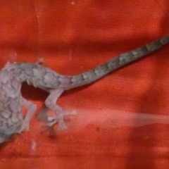 Christinus marmoratus (Southern Marbled Gecko) at QPRC LGA - 29 Sep 2023 by Paul4K