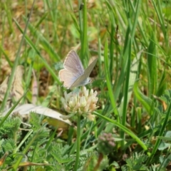Lampides boeticus (Long-tailed Pea-blue) at Belconnen, ACT - 27 Sep 2023 by Christine