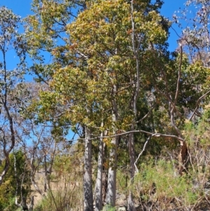 Brachychiton populneus subsp. populneus at Fadden, ACT - 30 Sep 2023