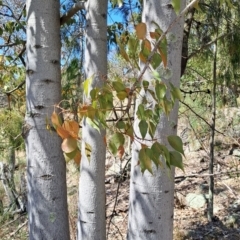 Brachychiton populneus subsp. populneus at Fadden, ACT - 30 Sep 2023 12:17 PM