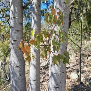 Brachychiton populneus subsp. populneus at Fadden, ACT - 30 Sep 2023