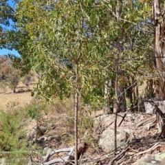 Acacia implexa (Hickory Wattle, Lightwood) at Wanniassa Hill - 30 Sep 2023 by LPadg