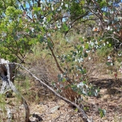 Eucalyptus polyanthemos subsp. polyanthemos (Red Box) at Wanniassa Hill - 30 Sep 2023 by LPadg