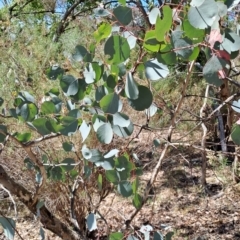 Eucalyptus polyanthemos subsp. polyanthemos at Fadden, ACT - 30 Sep 2023