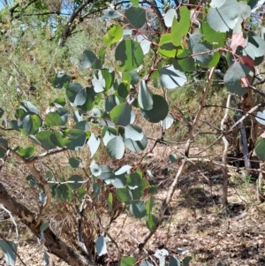 Eucalyptus polyanthemos subsp. polyanthemos at Fadden, ACT - 30 Sep 2023 12:13 PM