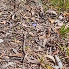 Wahlenbergia sp. (Bluebell) at Fadden, ACT - 30 Sep 2023 by LPadg