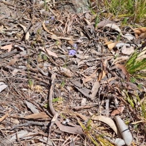 Wahlenbergia sp. at Fadden, ACT - 30 Sep 2023