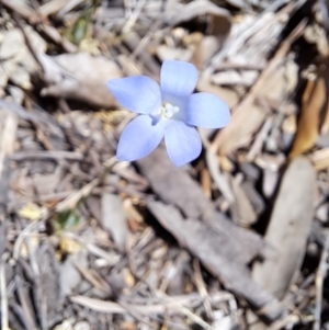 Wahlenbergia sp. at Fadden, ACT - 30 Sep 2023 12:09 PM