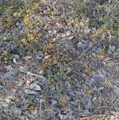 Pultenaea procumbens (Bush Pea) at Mount Taylor - 28 Sep 2023 by LPadg