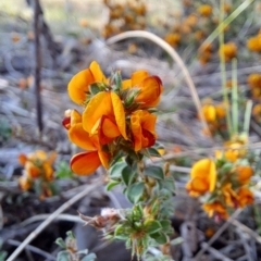 Pultenaea procumbens at Tuggeranong, ACT - 29 Sep 2023 08:52 AM