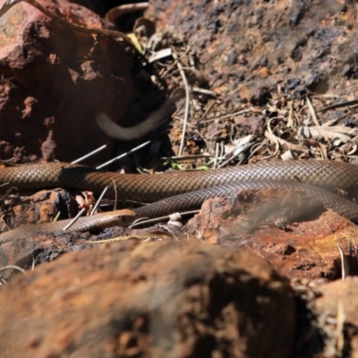 Pseudonaja textilis (Eastern Brown Snake) at Canberra Central, ACT - 30 Sep 2023 by NathanaelC