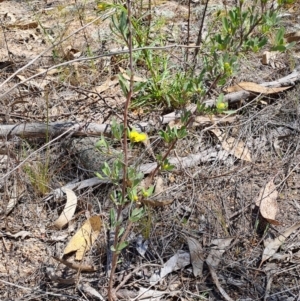 Hibbertia obtusifolia at Fadden, ACT - 30 Sep 2023