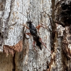Eupelmidae (family) (Eupelmid wasp) at Corroboree Park - 27 Sep 2023 by Pirom