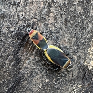 Dindymus versicolor at Ainslie, ACT - 29 Sep 2023 05:24 PM