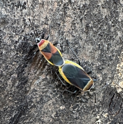 Dindymus versicolor (Harlequin Bug) at Ainslie, ACT - 29 Sep 2023 by Pirom