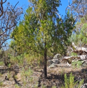 Exocarpos cupressiformis at Fadden, ACT - 30 Sep 2023 12:33 PM