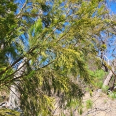 Exocarpos cupressiformis at Fadden, ACT - 30 Sep 2023