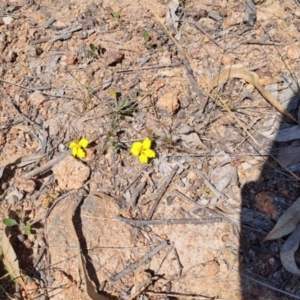 Goodenia hederacea subsp. hederacea at Fadden, ACT - 30 Sep 2023 12:31 PM