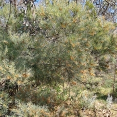 Acacia iteaphylla (Flinders Range Wattle) at Fadden, ACT - 30 Sep 2023 by LPadg