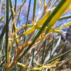 Acacia iteaphylla at Fadden, ACT - 30 Sep 2023 12:30 PM