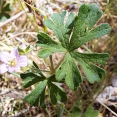 Geranium sp. at Fadden, ACT - 30 Sep 2023 12:27 PM