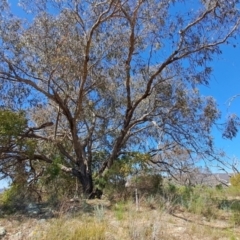 Eucalyptus nortonii (Mealy Bundy) at Fadden, ACT - 30 Sep 2023 by LPadg